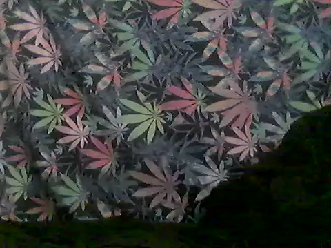 libraxxxstudios online show from June 2026 09:59:02 AM