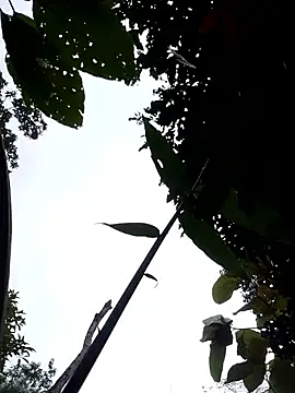 Linka998 online show from April 2026 11:14:01 PM