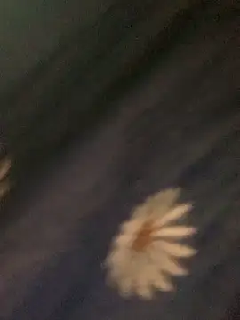 baeas-lan online show from March 2026 10:06:01 PM