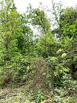 yin202601 online show from March 2026 06:08:01 AM