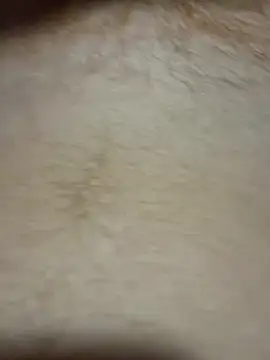 TheChavyGinge online show from March 2026 02:47:02 AM