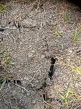 Ambala1 online show from April 2026 02:35:01 AM