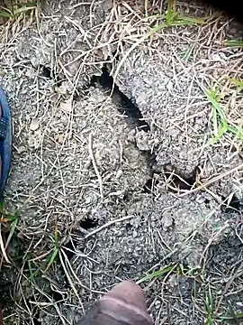 Ambala1 online show from April 2026 02:03:01 AM