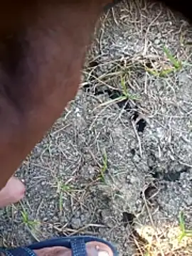 Ambala1 online show from April 2026 02:42:01 AM