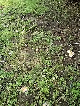 junedkhan99 online show from April 2026 05:27:01 AM