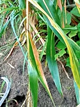 Bong sexy online show from July 2026 02:20:02 AM