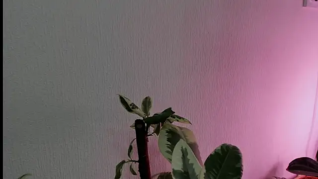 Snapshot of BowToYourWeakness chatting on February 2025 01:01:01 PM BowToYourWeakness online show from February 2025 01:01:01 PM