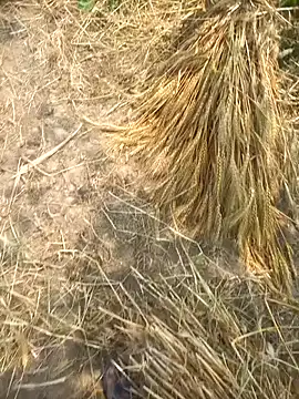 FinableKnee online show from April 2026 05:29:02 AM