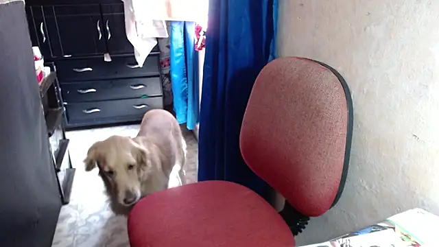 Barbiegomez online show from October 2025 04:41:01 PM