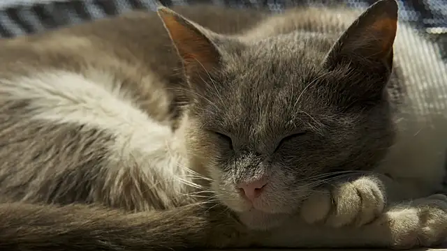 tattooed test online show from December 2024 08:43:02 AM