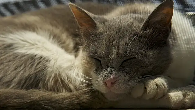 tattooed test online show from March 2025 04:19:02 PM