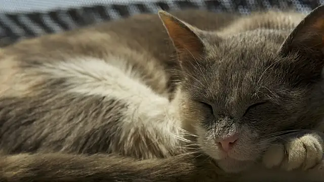 tattooed test online show from October 2025 03:54:02 PM