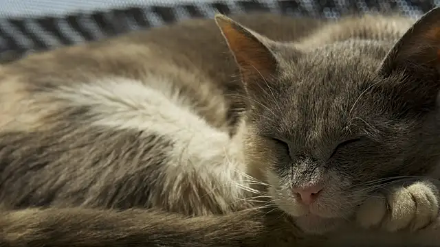 tattooed test online show from February 2026 08:03:02 AM