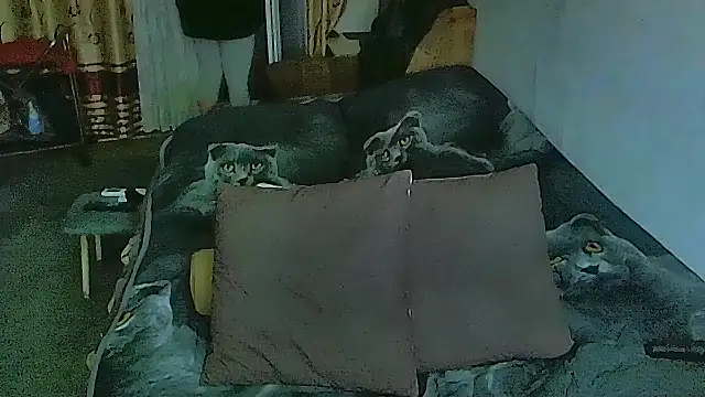 sex2 online show from November 2025 11:36:02 PM