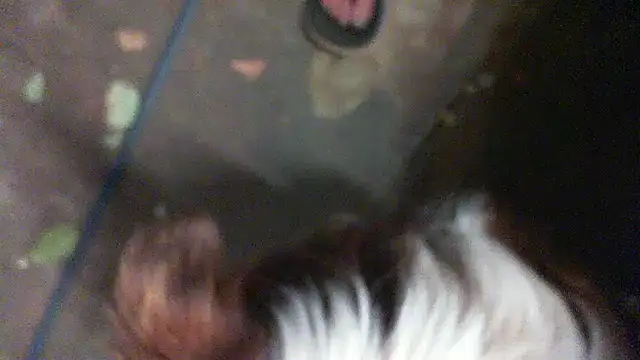 herbie010666 online show from January 2025 01:43:01 PM