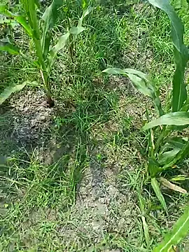 kummuduabbai online show from March 2026 07:34:02 AM