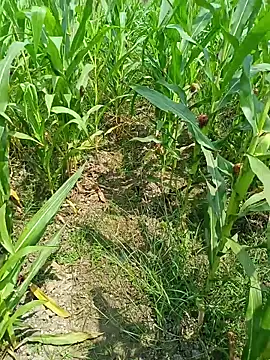 kummuduabbai online show from March 2026 07:47:02 AM