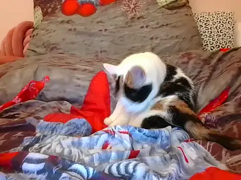 RealLittleRedRidingHood online show from November 2025 05:52:01 PM