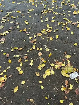 mihaixxx1 online show from November 2025 11:08:02 AM