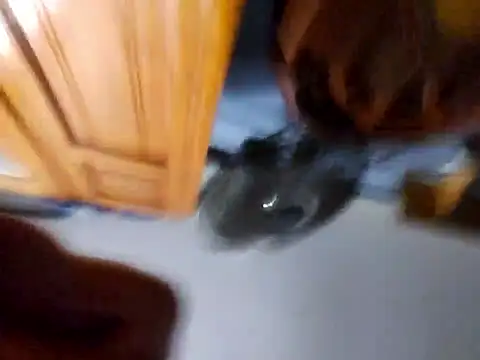 Daza67 online show from April 2026 06:21:01 AM