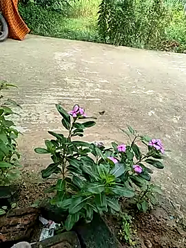 COUPLLE VILLAGE online show from September 2025 02:35:02 AM