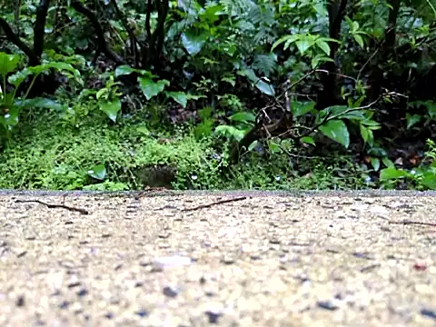 dk5888 online show from April 2026 09:53:02 PM