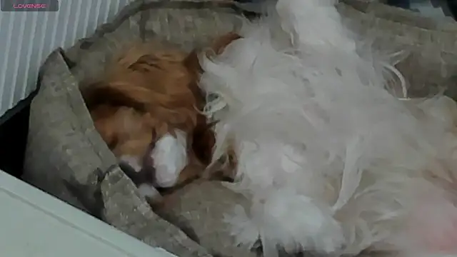 Snapshot of Peggy_Beauty chatting on February 2025 06:44:01 PM Peggy Beauty online show from February 2025 06:44:01 PM